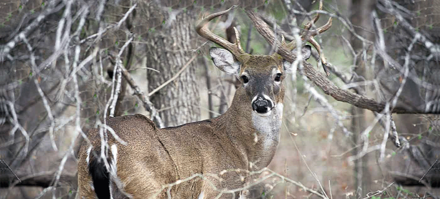 Whitetail Buck at the Ranch